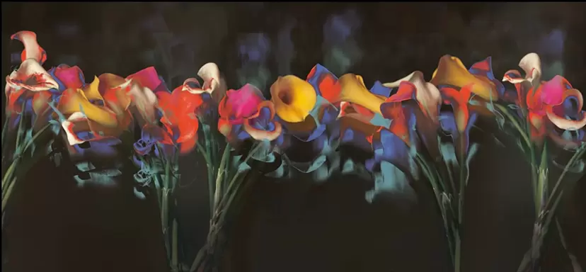 Calla Lilies (2026)