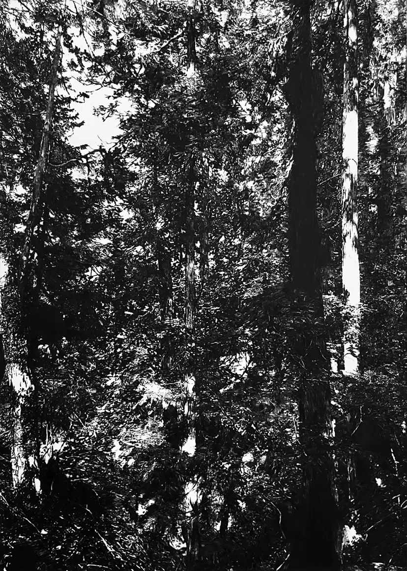 forest #2