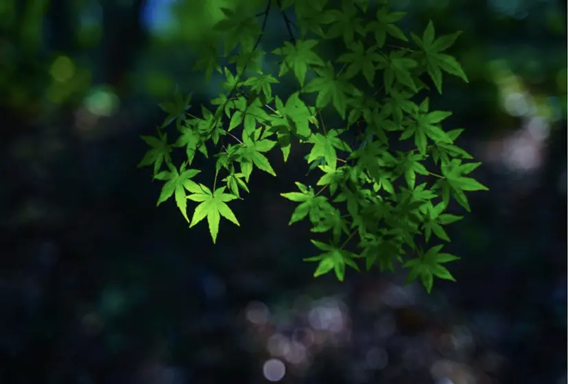 光り輝く葉
