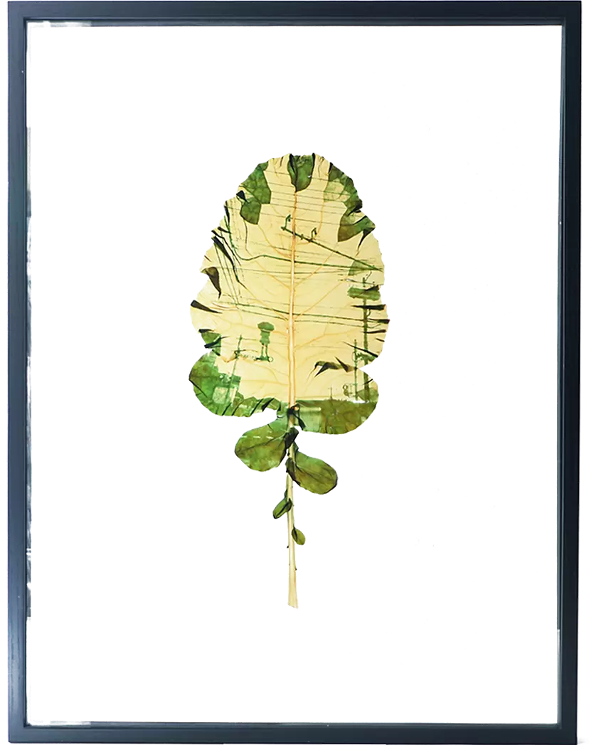 Past future: Palm trees