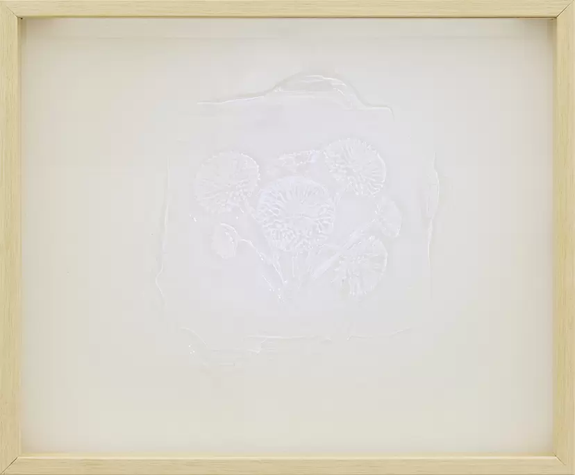 english daisy (from "specimen")