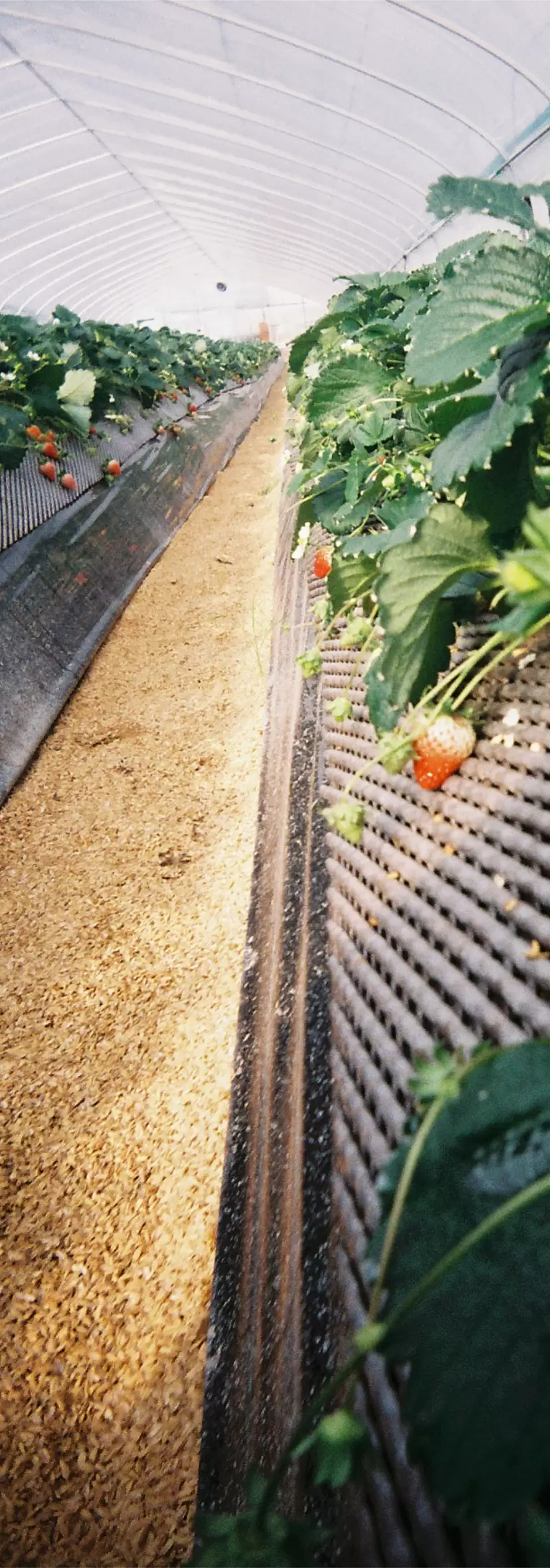 Strawberry