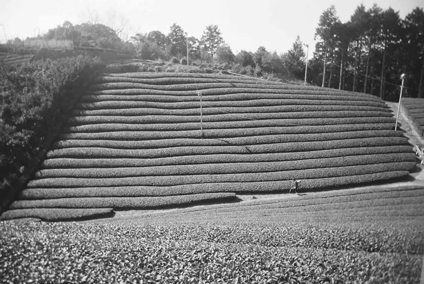 Fields (II)