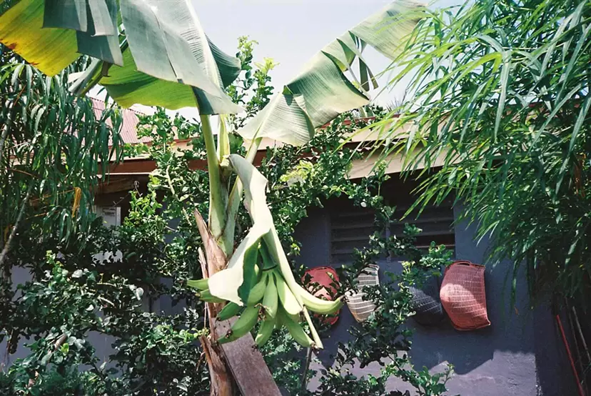 Banana