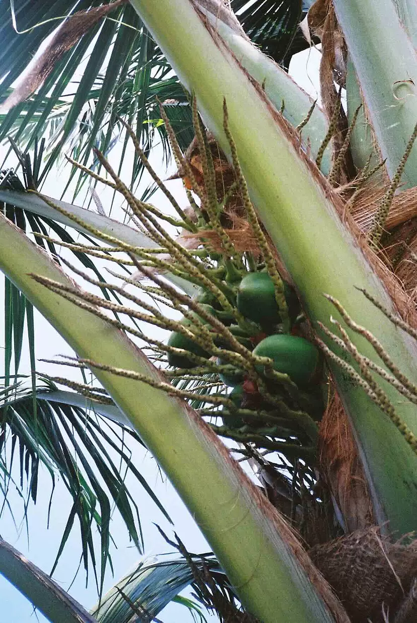 Coconut