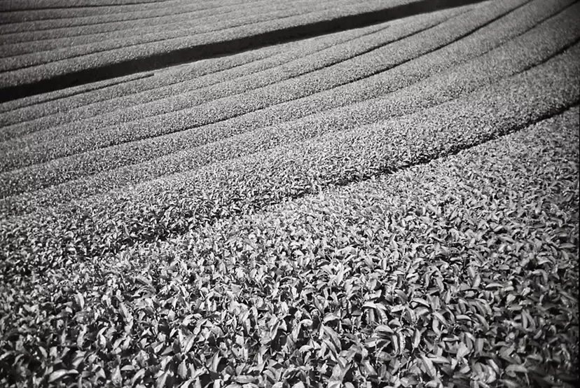 Fields (I)