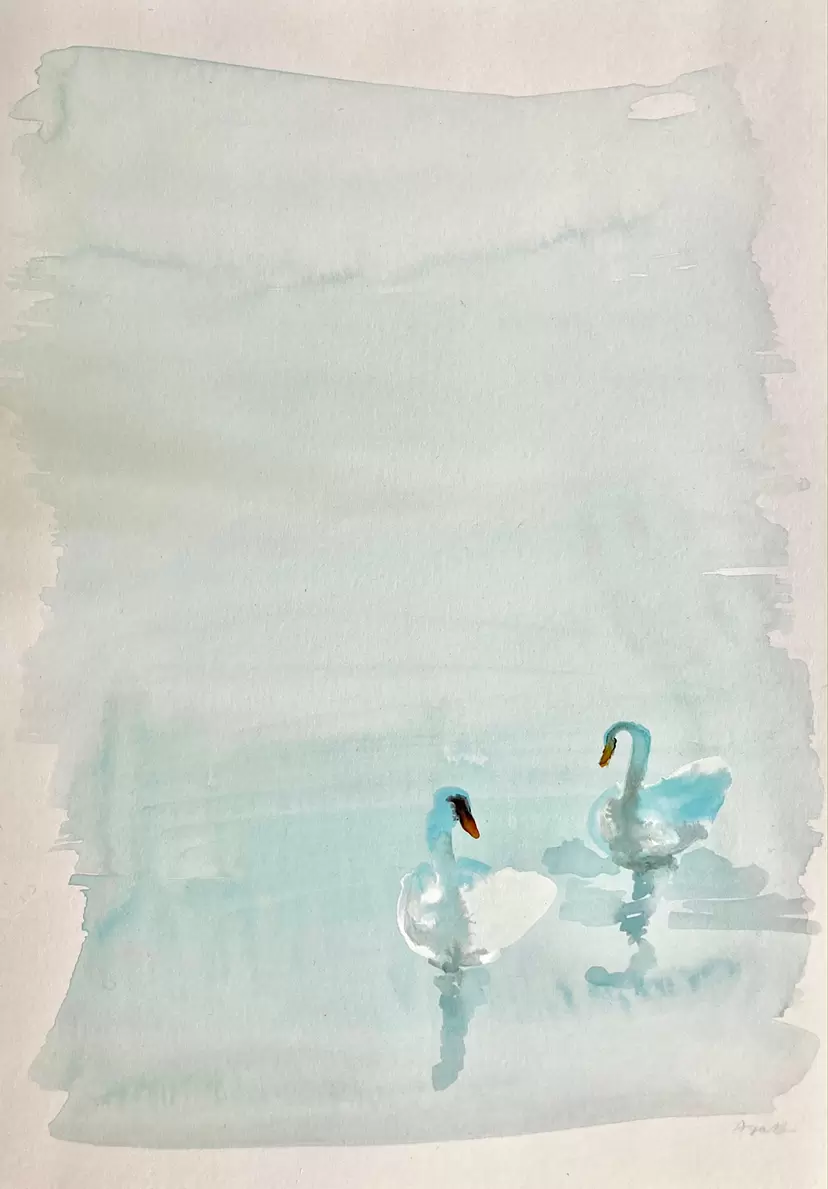 swans in the lake