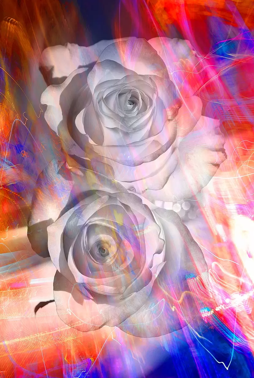 LP-013 Rose