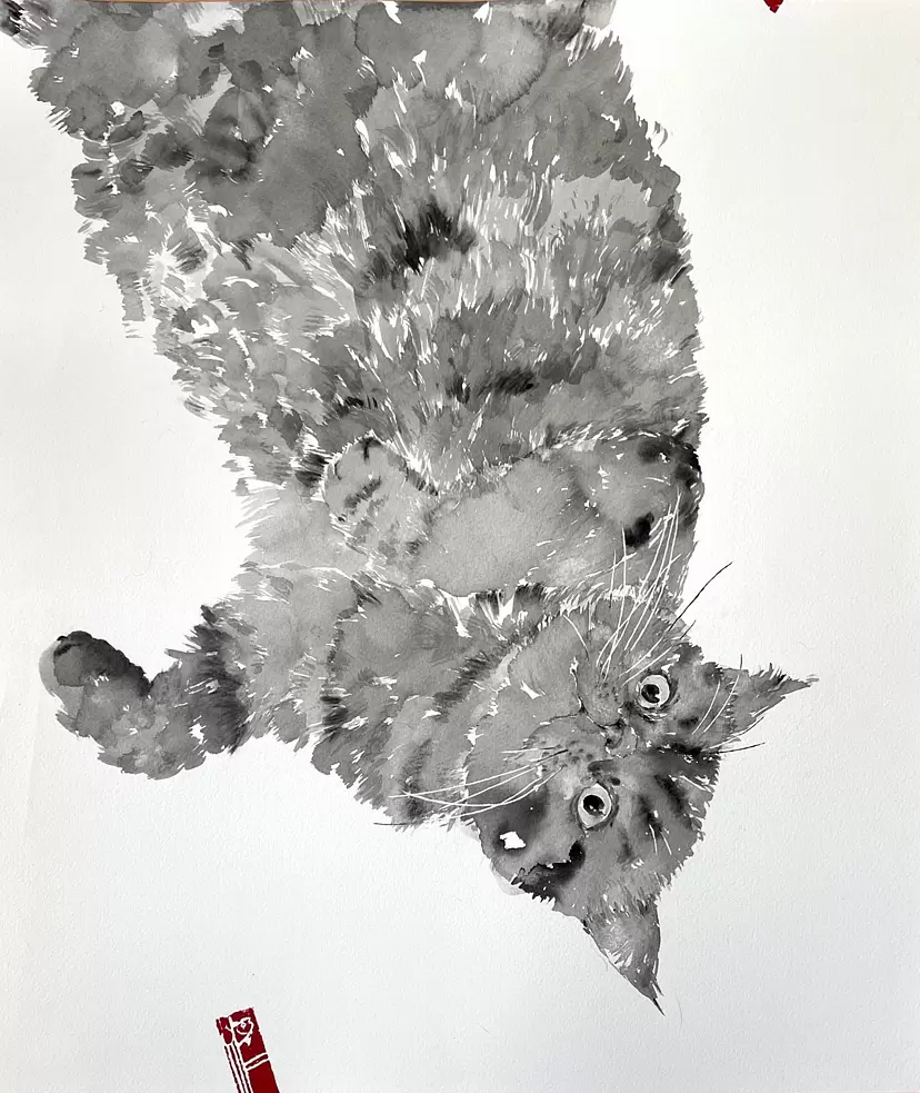 猫