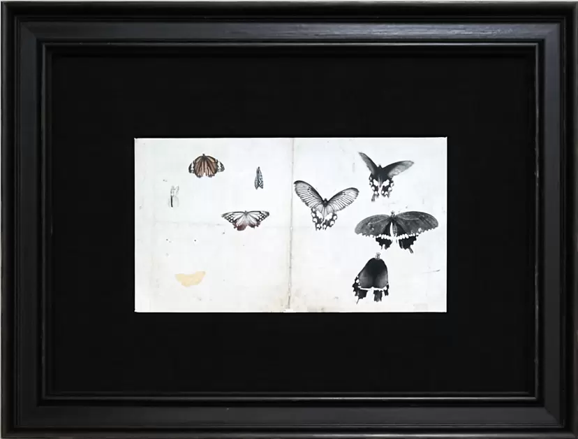 版画　「蝶の精」 版画「蝶の精」