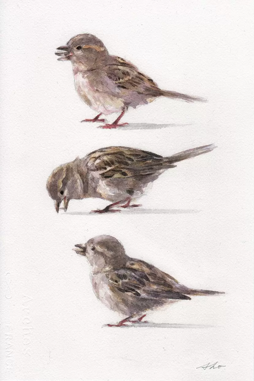 Sparrows