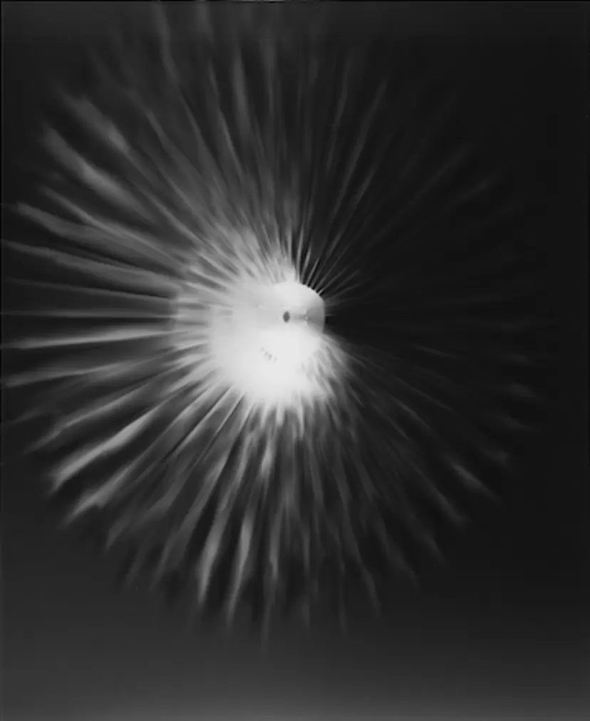 in the shadow of ray _ 0.5s fetal movement_001