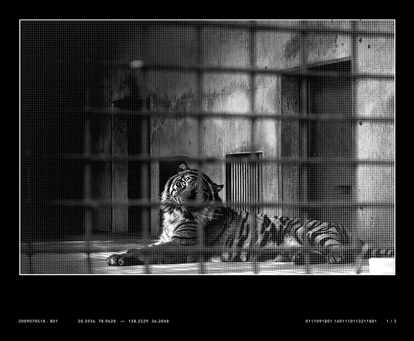 C2D-Tiger-B01