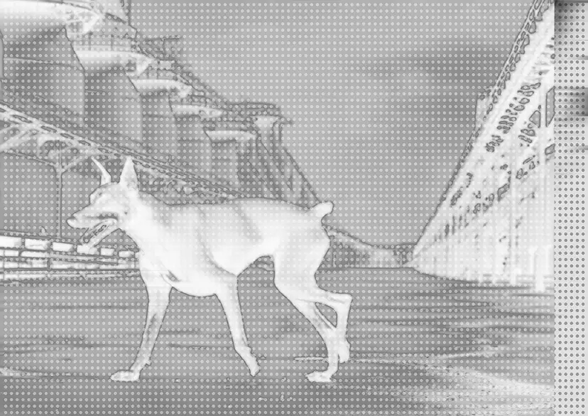 ヘスダーレンの犬 #0003
