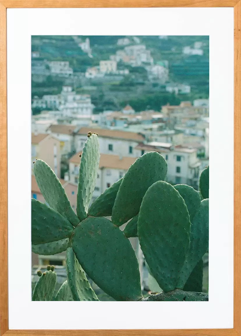 Cactus