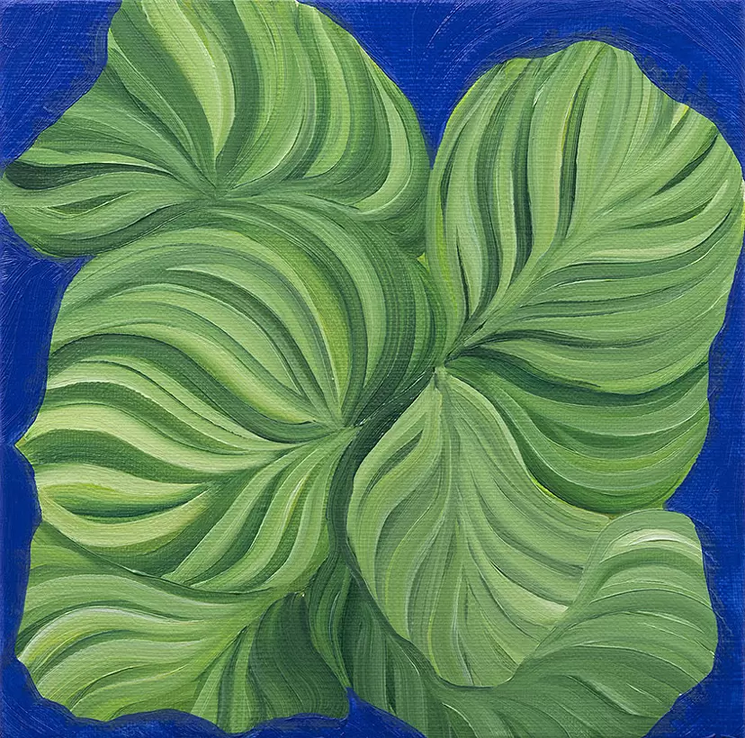 Calathea orbifolia