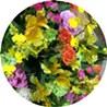 高橋芽衣