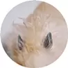 オウ ガイセイ