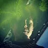 小林 新太郎