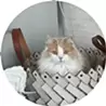 綿谷萌