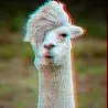 alpaca