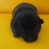 なおみ たかはし