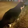柿原 航