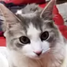 中澤 ユリ