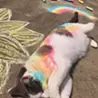 sausagedog
