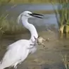 カロカロ