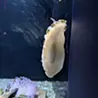 髙橋玲