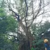 みさ とも
