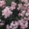 Eee