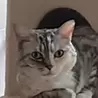 吉村理