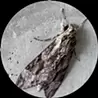 タンゴ　タニグチ