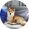 アート好きの豆柴ナル