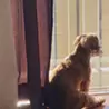 フラワー子