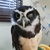 山本有珠