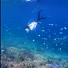 河合 英栄