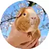 さっきー