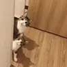 kyosu-ke