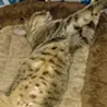 usami