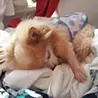盛田 淳子