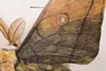 2018かつて風景の一部だったものに、風景をプリントする。-Caligula japonica(36°38'57.4"N 139°27'11.9"E)WGS84-