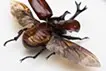 かつて風景だったものに、風景をプリントする。-Allomyrina dichotoma (35°40'06.9"N 139°20'40.8"E)WGS84-