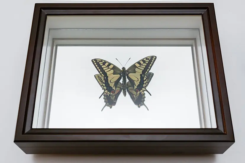 かつて風景の一部だったものに、風景をプリントする。 -Papilio machaon (36°38'02.6"N 139°26'29.4"E)WGS84- by 岩崎 広大