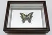 かつて風景の一部だったものに、風景をプリントする。 -Papilio machaon (36°38'02.6"N 139°26'29.4"E)WGS84-