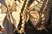 かつて風景の一部だったものに、風景をプリントする。 -Papilio machaon (36°38'02.6"N 139°26'29.4"E)WGS84-
