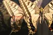 かつて風景の一部だったものに、風景をプリントする。 -Papilio machaon (36°38'02.6"N 139°26'29.4"E)WGS84-