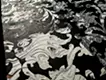唐花